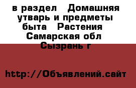  в раздел : Домашняя утварь и предметы быта » Растения . Самарская обл.,Сызрань г.